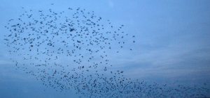 Swarm by Simon Bleasdale